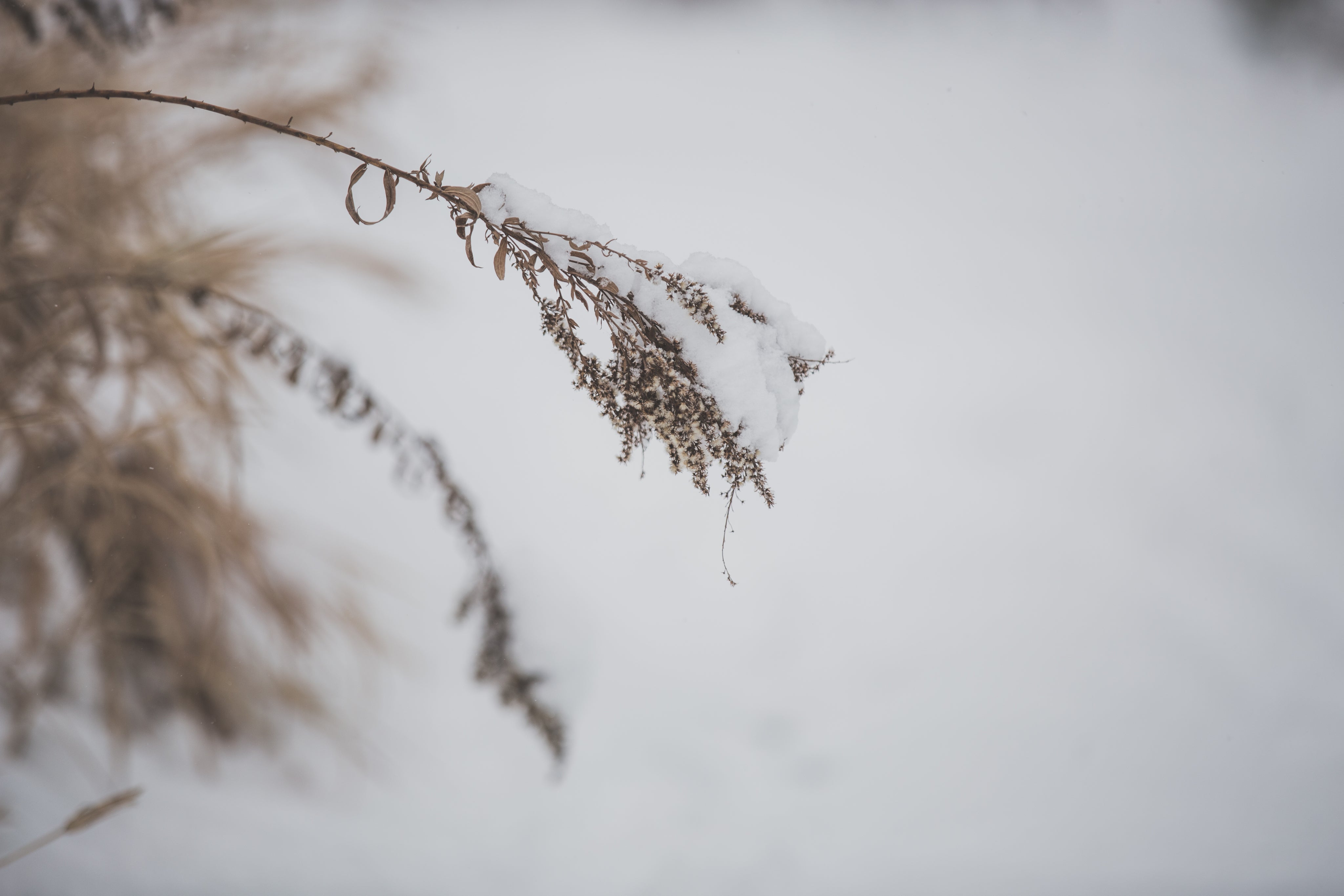 delicate-snow-on-dried-grass.jpg
